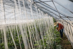 Farmer tending to plants in a greenhouse in Shared Harvest farm. Shared Harvest is an organic farm promoting the CSA / Community Shared Agriculture model. Since the program started in May 2012, Shared Harvest has developed and now posseses 66 acres based in Tongzhou and Shunyi Districts in Beijing, planting organic vegetables, fruit and grains and also breeding livestock.