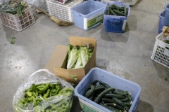 Fresh produce is brought to the packing room to be boxed and delivered to customers in Beijing. Shared Harvest is an organic farm promoting the CSA / Community Shared Agriculture model. Since the program started in May 2012, Shared Harvest has developed and now posseses 66 acres based in Tongzhou and Shunyi Districts in Beijing, planting organic vegetables, fruit and grains and also breeding livestock.