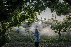 Farmer watering pear trees at Shared Harvest. Shared Harvest is an organic farm promoting the CSA / Community Shared Agriculture model. Since the program started in May 2012, Shared Harvest has developed and now posseses 66 acres based in Tongzhou and Shunyi Districts in Beijing, planting organic vegetables, fruit and grains and also breeding livestock.