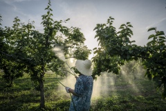 Farmer watering pear trees at Shared Harvest. Shared Harvest is an organic farm promoting the CSA / Community Shared Agriculture model. Since the program started in May 2012, Shared Harvest has developed and now posseses 66 acres based in Tongzhou and Shunyi Districts in Beijing, planting organic vegetables, fruit and grains and also breeding livestock.