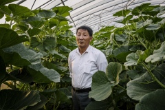 Ma Jinzhong, Technician of Shared Harvest, 67 years old, from Shandong Province. He joined Shared Harvest in 2013, and is now overseeing all the greenhouses on the Pear Garden Farm. When he just started farming in 1970, he said there was no fertilizer or pesticide. Farmers started using Ammonia in 1975, and a few years later, urea fertilizers. Since joining Shared Harvest in 2013, he learned about organic farming, and found it quite similar to the way he farmed when he was 18. “We used cow manure before, and we use it now. I’m going back to how I worked in the beginning.”