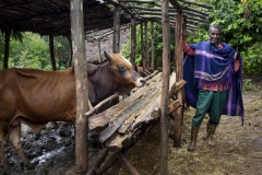 Homestead Farmer, Tilahun Gelaye 68, a beneficiary of The Debre Yacob Watershed Learning Restoration Project in Bahir Dar, Ethiopia.
He says, 
“I have been involved with the project for 8 years now. 
In the past I used to live in a small hut, now I live in a house with corrugated iron roof.
I got many things from the project:
Mangoes
Bananas
Coffee
Lemons
Hops
Papaya
Cows I was able to house properly with advice
The difference with being involved in the project is huge, now we are living cleanly and safely.
We don’t have to go to the market for fruits to feed our children, and we feel very healthy, we don’t get sick.
I have 8 kids. One is studying medicine in Bahir Dar, one is a teacher. Others are married. I have just one son. The project has supported all this. We built a school here in the community. I feel such happiness. In the past there was hunger and starvation but now there is happiness in the area.