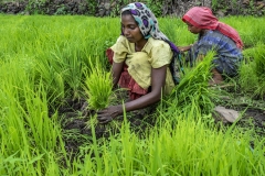 Women works in the field of Kahansingh Bhai in Sankdi village in Narmada district in Gujrat.