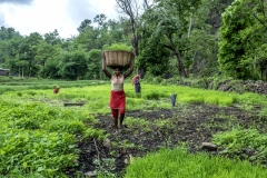 Women works in the field of Kahansingh Bhai in Sankdi village in Narmada district in Gujrat.