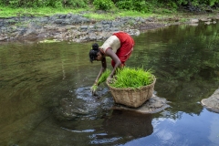 Women works in the field of Kahansingh Bhai in Sankdi village in Narmada district in Gujrat.