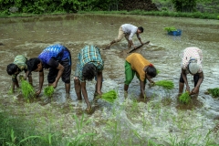 Men & Women works in the field of Kahansingh Bhai in Sankdi village in Narmada district in Gujrat.