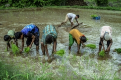 Men &amp; Women works in the field of Kahansingh Bhai in Sankdi village in Narmada district in Gujrat.