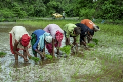 Men & Women works in the field of Kahansingh Bhai in Sankdi village in Narmada district in Gujrat.
