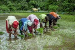 Men &amp; Women works in the field of Kahansingh Bhai in Sankdi village in Narmada district in Gujrat.