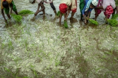 Men &amp; Women works in the field of Kahansingh Bhai in Sankdi village in Narmada district in Gujrat.