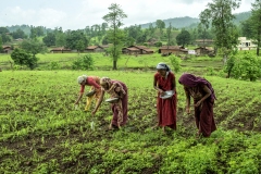 Men & Women works in the fields of  Sagai forest villages in Narmada district in Gujrat.