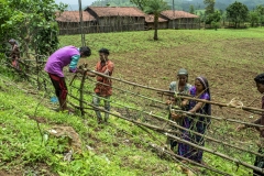 Men & Women works on the fencing of their  fields at Sagai forest villages in Narmada district in Gujrat.