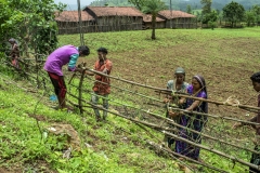 Men &amp; Women works on the fencing of their  fields at Sagai forest villages in Narmada district in Gujrat.