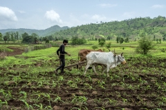 Men works in the fields of Sagai forest villages in Narmada district in Gujrat.