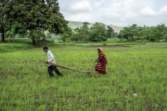 Men &amp; Women works in the fields of  Sagai forest villages in Narmada district in Gujrat.
