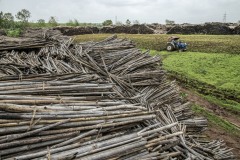 Dried Bamboos stored for sell by local villgers in one of the markets in Dediapada close to Sagai forest in Narmada district in Gujarat.