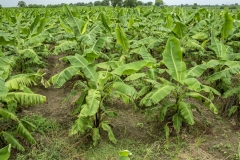 Banana plantation from Tandalwadi village in Jalgoan Maharashtra.