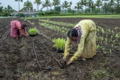 Workers work in R&D fields of Jain Irrigation in Jalgoan