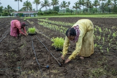 Workers work in R&amp;D fields of Jain Irrigation in Jalgoan
