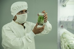 echnitians works on the tissu culutre Lab in the R&amp;D facility of Jain Irrigation in Jalgoan