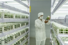 echnitians works on the tissu culutre Lab in the R&D facility of Jain Irrigation in Jalgoan