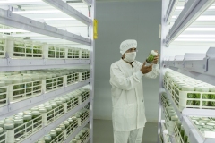echnitians works on the tissu culutre Lab in the R&amp;D facility of Jain Irrigation in Jalgoan