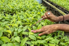 Women work on tissu cultured Banana sapling at the Jain Irrigation facility in Jalgoan.