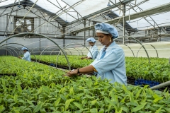 Women work on tissu cultured Banana sapling at the Jain Irrigation facility in Jalgoan.