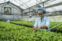 Women work on tissu cultured Banana sapling at the Jain Irrigation facility in Jalgoan.