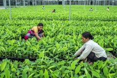 Women organise tissu cultured Banana sapling at the Jain Irrigation facility in Jalgoan.