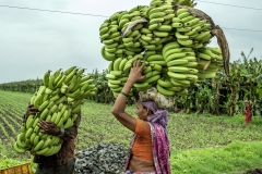 workers does harvesting Banana in the flieds at Tandalwadi village in Jalgoan.