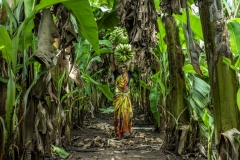 workers does harvesting Banana in the flieds at Tandalwadi village in Jalgoan.