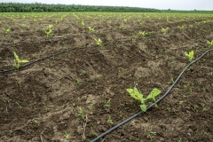 Banana plantation from Tandalwadi village in Jalgoan Maharashtra.