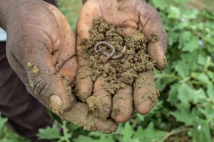 Veeravasanth Rao shows verms from his field  which is good sign of a practice of Natural Zero budget farming in their brinjal farm.