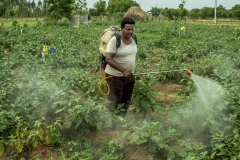 Veeravasanth Rao & Sudha rani farmers from Agripally village in Krishna district preapers and spray Dhravajeevammrutham  as a practice of Natural Zero budget farming in their brinjal farm.