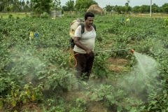 Veeravasanth Rao &amp; Sudha rani farmers from Agripally village in Krishna district preapers and spray Dhravajeevammrutham  as a practice of Natural Zero budget farming in their brinjal farm.