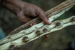 Farmer Usha Rani from Agripally village in Krishna district removes drumsticks and shows the seed from it where she successfully practice of Natural Zero budget farming.