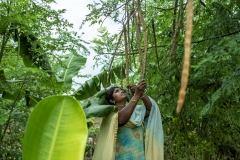 Farmer Usha Rani from Agripally village in Krishna district removes drumsticks and shows the seed from it where she successfully practice of Natural Zero budget farming.