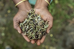 Farmer Usha Rani from Agripally village in Krishna district removes drumsticks and shows the seed from it where she successfully practice of Natural Zero budget farming.