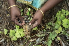 Farmer Usha Rani from Agripally village in Krishna district removes drumsticks and shows the seed from it where she successfully practice of Natural Zero budget farming.