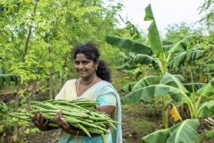 Farmer Usha Rani from Agripally village in Krishna district removes drumsticks and shows the seed from it where she successfully practice of Natural Zero budget farming.