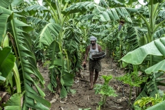 A farmer uses Ghanajeeamruth in his Banana plantation in Agrapally village.