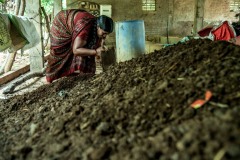 ladies prepare Ghanajeevamrutham in thier field in Agrapally village as a part of Zero Budget Natural Farming