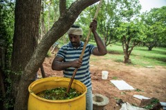 A farmer perapers Dashparnikashayam at his field as a part of Zero Budget Natural Farming.