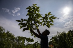 Field workers plant new trees and take care of newly planted ones at the Cinta Raja Rainforest Restoration Site in Gunung Leuser National Park (GNLP) in Sumatra, Indonesia.