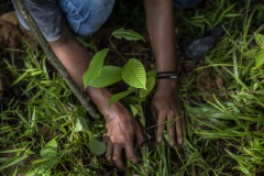 Field workers plant new trees and take care of newly planted ones at the Cinta Raja Rainforest Restoration Site in Gunung Leuser National Park (GNLP) in Sumatra, Indonesia.