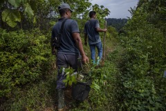 Field workers plant new trees and take care of newly planted ones at the Cinta Raja Rainforest Restoration Site in Gunung Leuser National Park (GNLP) in Sumatra, Indonesia.