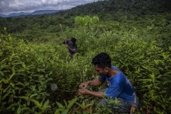 Field workers plant new trees and take care of newly planted ones at the Cinta Raja Rainforest Restoration Site in Gunung Leuser National Park (GNLP) in Sumatra, Indonesia.