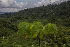 Cinta Raja Rainforest Restoration Site in Gunung Leuser National Park (GNLP) in Sumatra, Indonesia with the rainforest in the background.