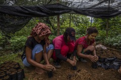 Women community members put soils on polybags for new seedlings at a nursery at the Cinta Raja Rainforest Restoration Site in Gunung Leuser National Park (GNLP) in Sumatra, Indonesia.